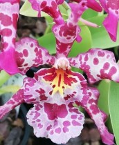 Miltonidium Pacific Ripple Coqui Poke